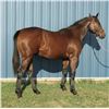 Image 1 : Colt Fed Biz Motara