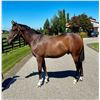 Image 1 : Gelding Good Samaritan Ms Wicked