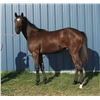 Image 1 : Filly Tap Master Music at Work