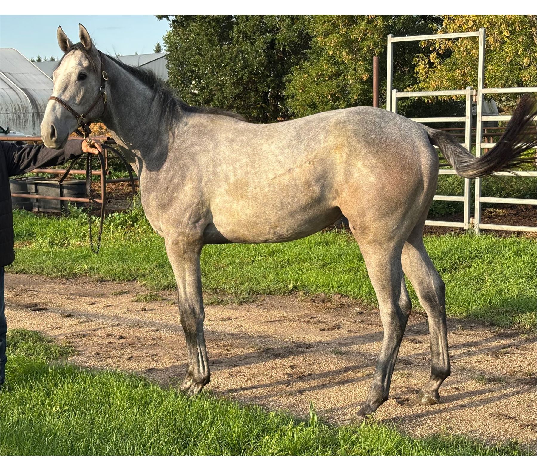 Lady Colt Colt Reload My Lady Anna - CTHS National