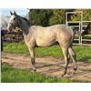 Image 1 : Colt Reload My Lady Anna