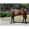 Image 1 : Filly Fed Biz My Name's Mud