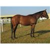 Image 1 : Gelding Bakken My Special Angel