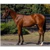 Image 1 : Filly Cairo Prince Northern Spirit