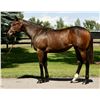 Image 1 : Filly Goldencents Passive