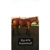 Image 1 : Filly Tap Master Please Zip It