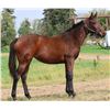 Image 1 : Filly O'Prado Again Red's Little Star