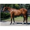 Image 1 : Filly Counterforce Responsibility