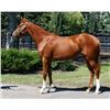 Image 1 : Filly Mystic Guide Spin to Gold