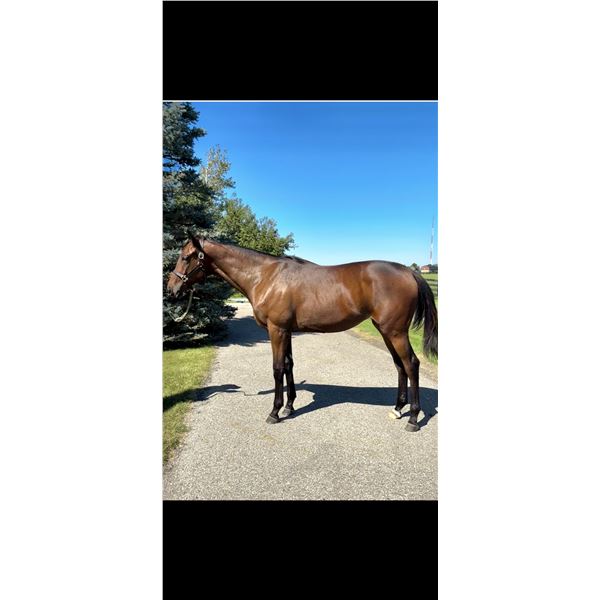 Filly Temple City Fancy Point