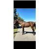 Image 1 : Filly Temple City Fancy Point