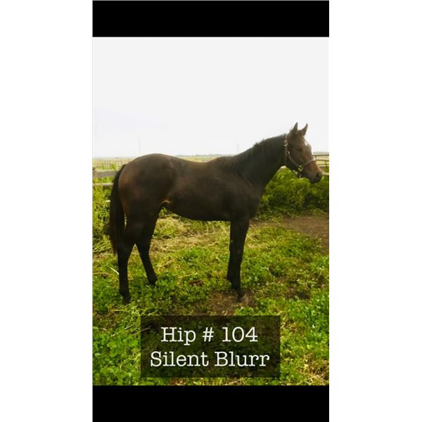 Filly Classic Empire Into the Stars