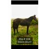 Image 1 : Filly Classic Empire Into the Stars