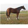 Image 1 : Gelding Stanford Mischief Free