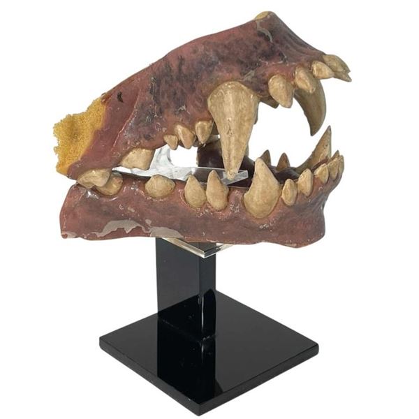 An American Werewolf in London (1981) - Werewolf Teeth