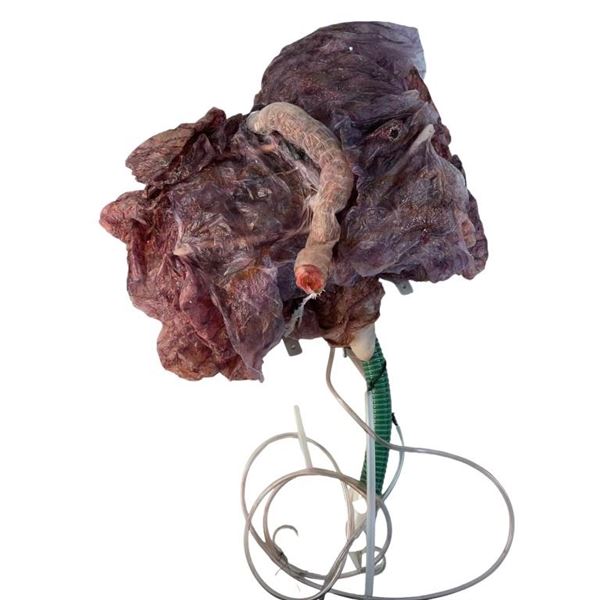 Black Friday (2021) - Mutant Hive FX