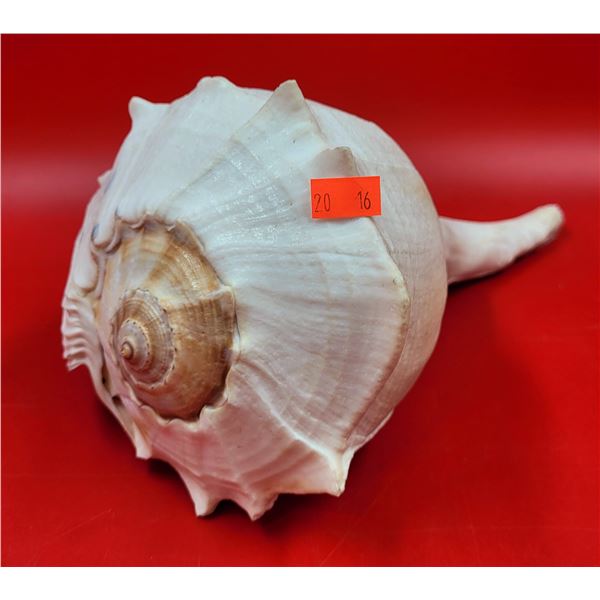 Large Conch Shell