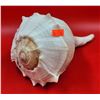 Image 1 : Large Conch Shell
