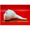 Image 2 : Large Conch Shell