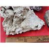 Image 2 : Coral & Shell Lot
