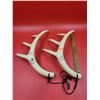 Image 1 : Pair Of Eastman's Outdoor World Resin Deer Calling Antlers