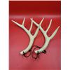 Image 2 : Pair Of Eastman's Outdoor World Resin Deer Calling Antlers