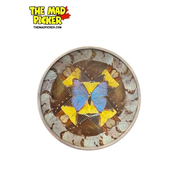 Vintage Butterfly Taxidermy In Plate