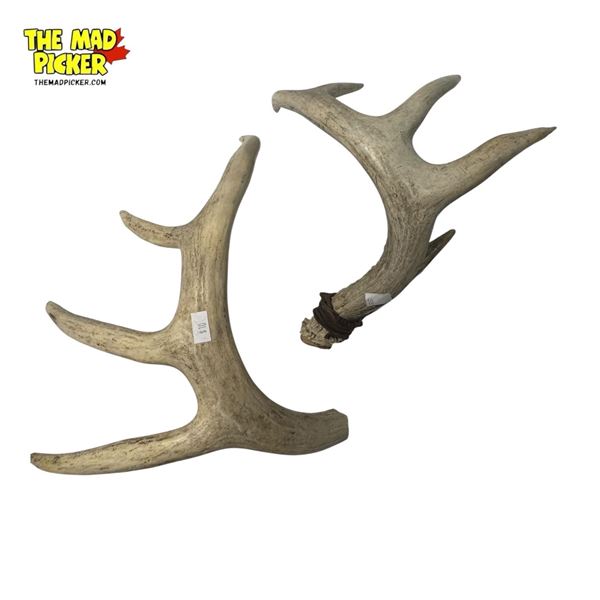 2 Deer Antlers - Each is 13" Long