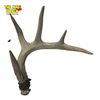 Image 5 : 2 Deer Antlers - Each is 13" Long