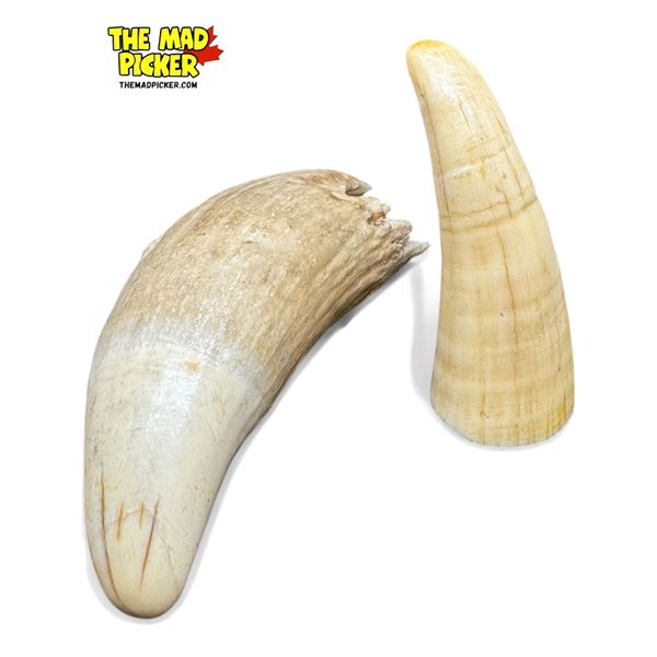 2x Vintage Sperm Whale Teeth