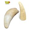 Image 1 : 2x Vintage Sperm Whale Teeth