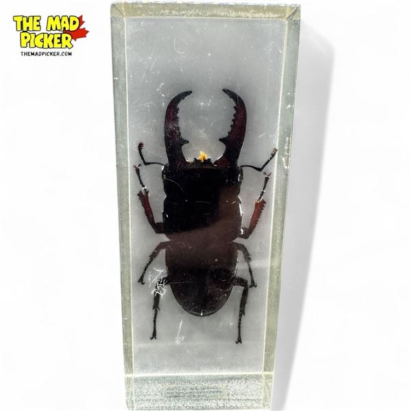 Vintage Stag Beetle Paperweight