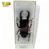 Image 1 : Vintage Stag Beetle Paperweight