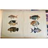 Image 1 : Fish Settings by Unknown Artist