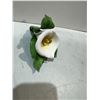 Image 1 : LENNOX Calla Lily Horseland flower