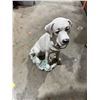 Image 1 : Welcome, dog missing sign