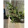Image 1 : Live plant