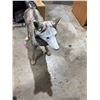 Image 2 : Life-size coyote decoy