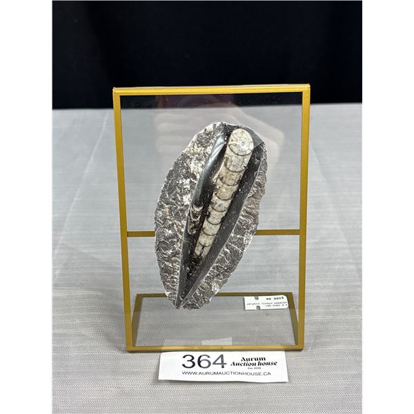 5 Inch Orthoceras Fossil on Display