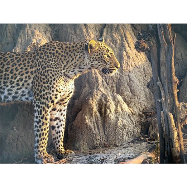 Original African Safari photo