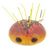 Image 8 : A Collection of "Amazing Live Sea Monkeys" Anemone Props.