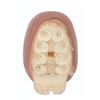 Image 8 : A “Marcel the Shell with Shoes On” Spider Puppet.
