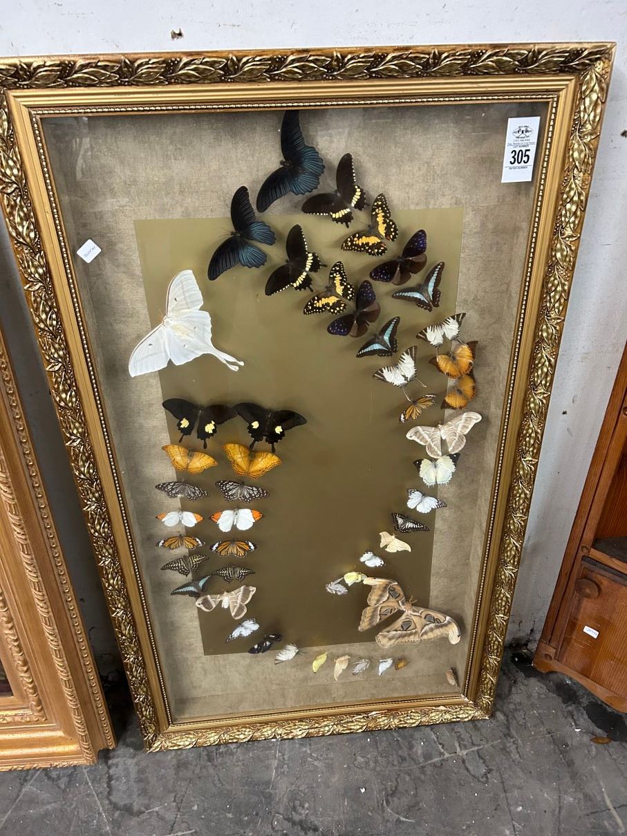Framed Butterfly Shadowbox Wall Art - 24 X 30