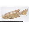 Image 1 : #1622 LARGE WOODEN DECORATIVE FISH 1900'S
