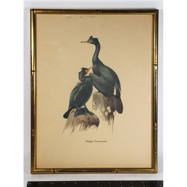 #1630 FRAMED PRINT PELAGIC CORMORANTS BIRDS