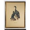 Image 1 : #1630 FRAMED PRINT PELAGIC CORMORANTS BIRDS