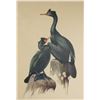 Image 2 : #1630 FRAMED PRINT PELAGIC CORMORANTS BIRDS