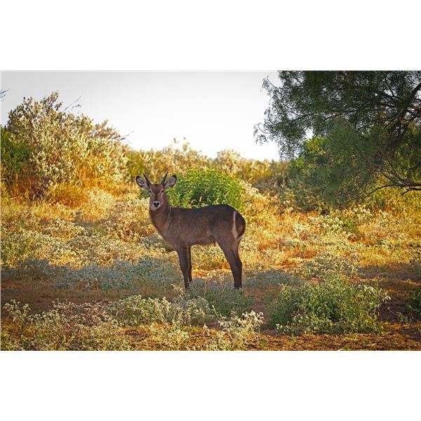 1.0 Yearling Waterbuck