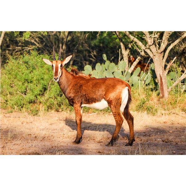 0.1 Yearling Sable