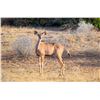 Image 1 : 0.1 Yearling Kudu